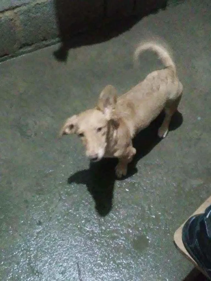 Cachorro ra a Maneto idade 7 a 11 meses nome Caramelo