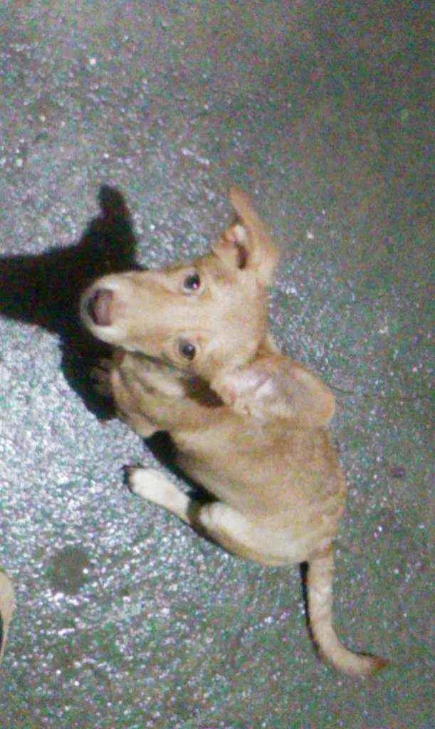 Cachorro ra a Maneto idade 7 a 11 meses nome Caramelo