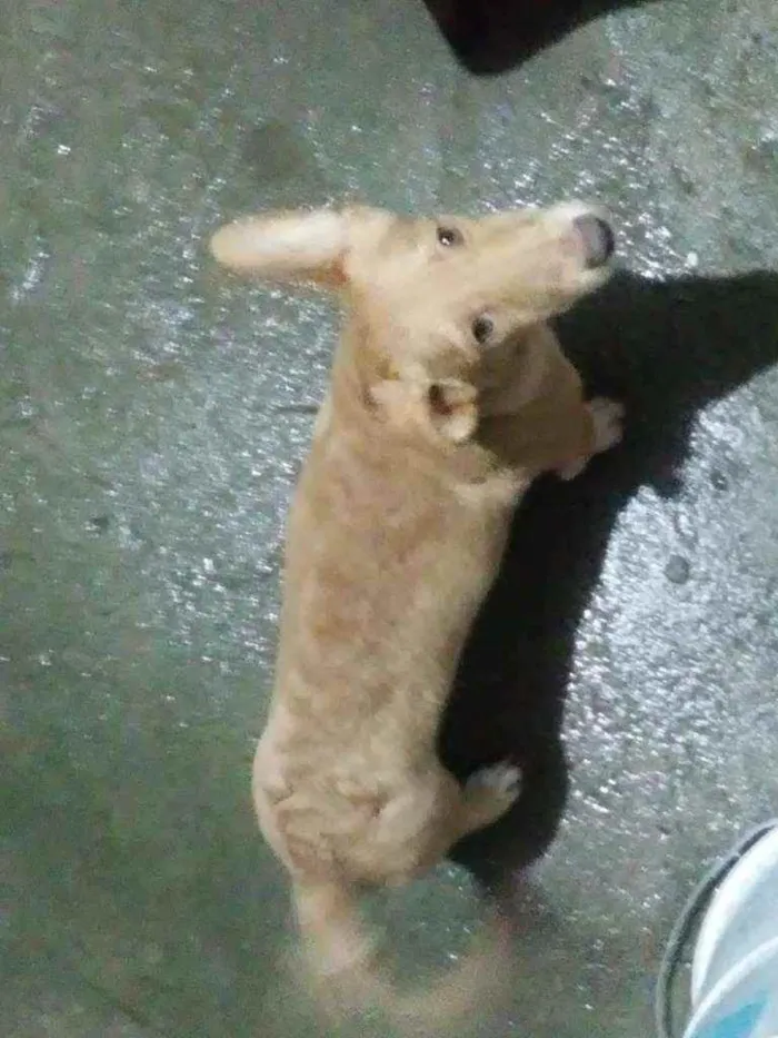 Cachorro ra a Maneto idade 7 a 11 meses nome Caramelo