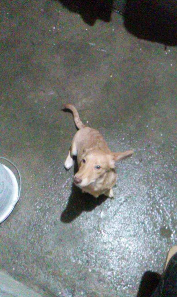 Cachorro ra a Maneto idade 7 a 11 meses nome Caramelo