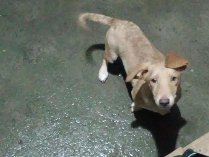 Cachorro ra a Maneto idade 7 a 11 meses nome Caramelo