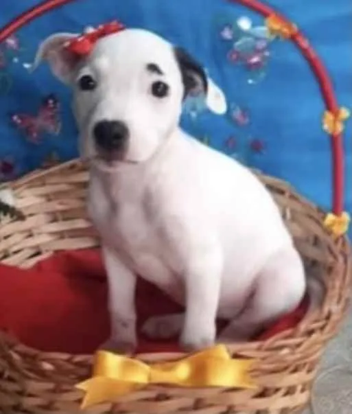 Cachorro ra a Mestiça  idade 2 a 6 meses nome Cristal 