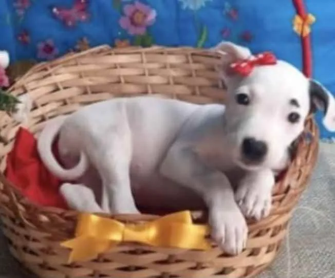 Cachorro ra a Mestiça  idade 2 a 6 meses nome Cristal 