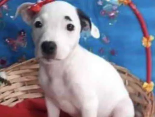 Cachorro ra a Mestiça  idade 2 a 6 meses nome Cristal 