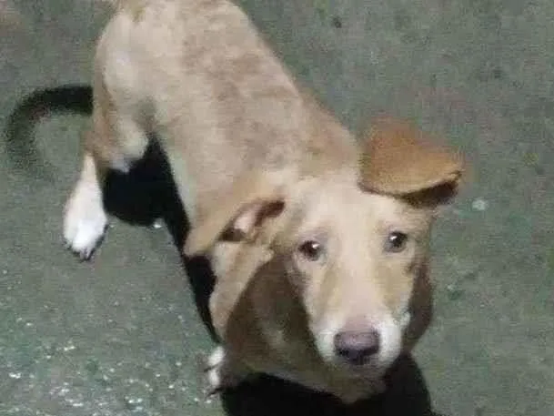 Cachorro ra a Maneto idade 7 a 11 meses nome Caramelo