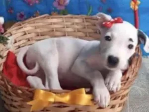 Cachorro raça Mestiça  idade 2 a 6 meses nome Cristal 