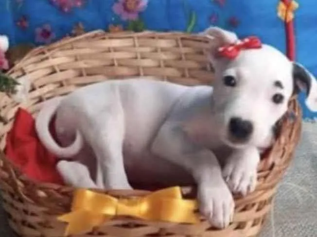 Cachorro ra a Mestiça  idade 2 a 6 meses nome Cristal 