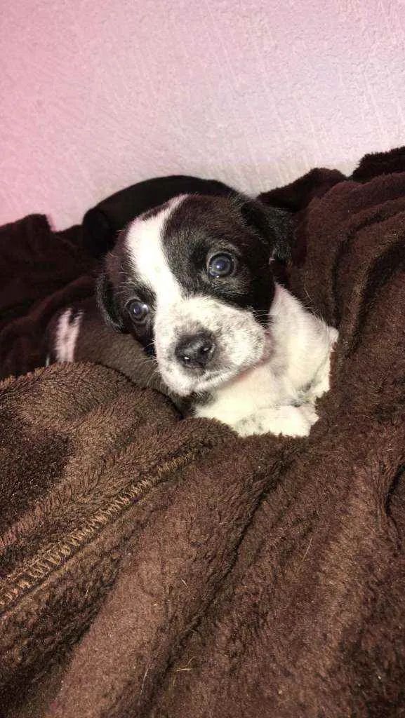 Cachorro ra a Indefinida  idade Abaixo de 2 meses nome Pretinha 