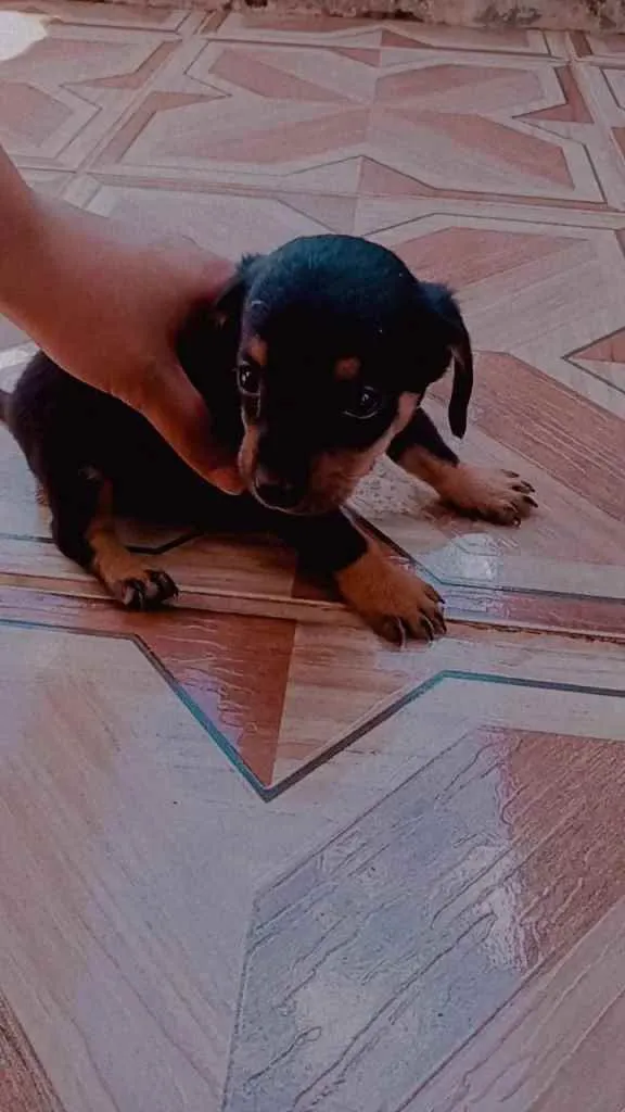 Cachorro ra a Vira lata idade Abaixo de 2 meses nome Quiara