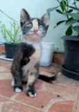 Esther