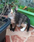 Esther