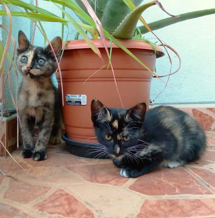 Gato ra a srd idade 2 a 6 meses nome Esther