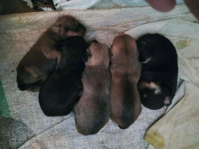 Cachorro ra a Vira lata idade Abaixo de 2 meses nome Luna