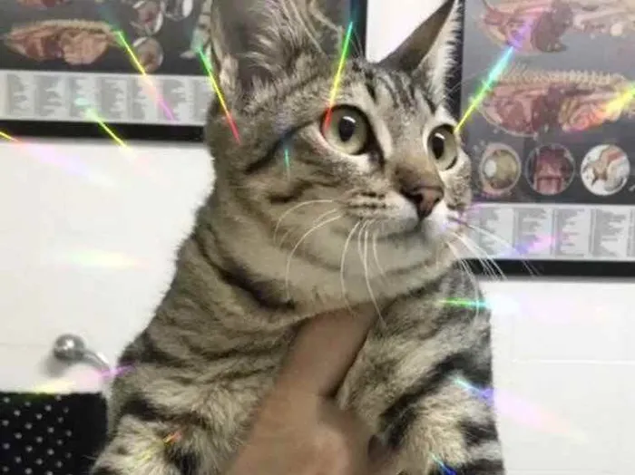 Gato raça Srd  idade 2 a 6 meses nome Miss Kitty bb linda 