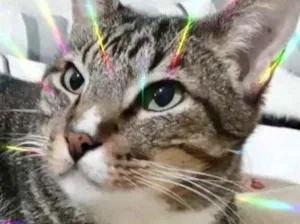 Gato raça Srd  idade 2 anos nome Tigue um gato lindo 