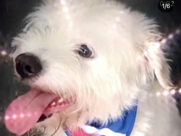 Cachorro raça Srd  idade 7 a 11 meses nome Neve bb lindo 