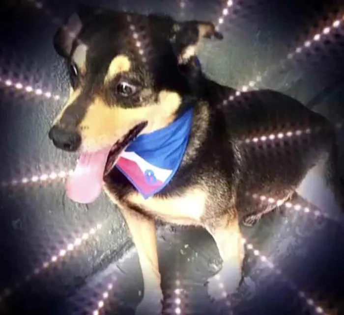 Cachorro raça Srd  idade 2 anos nome Spike lindo e fofo 