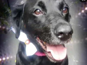 Cachorro raça Labrador mestiça  idade 2 anos nome Luna Linda 