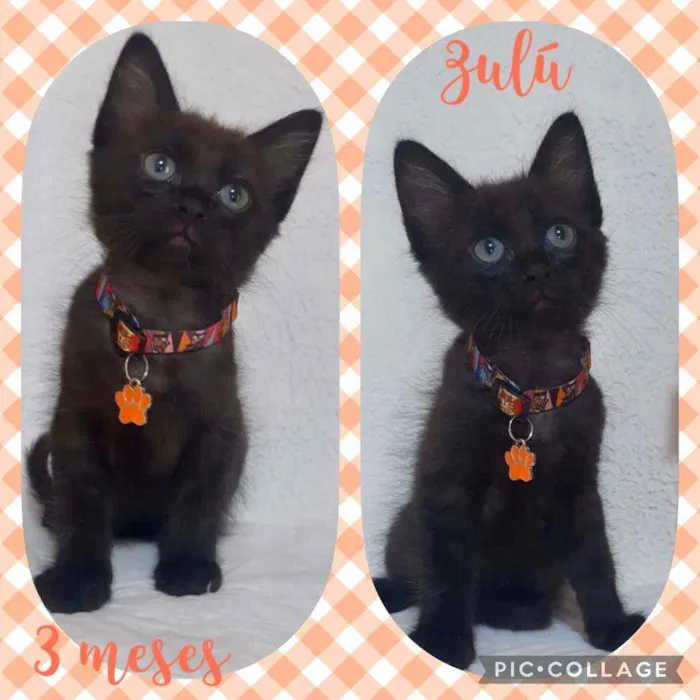 Gato raça SRD  idade 2 a 6 meses nome Zúlu 