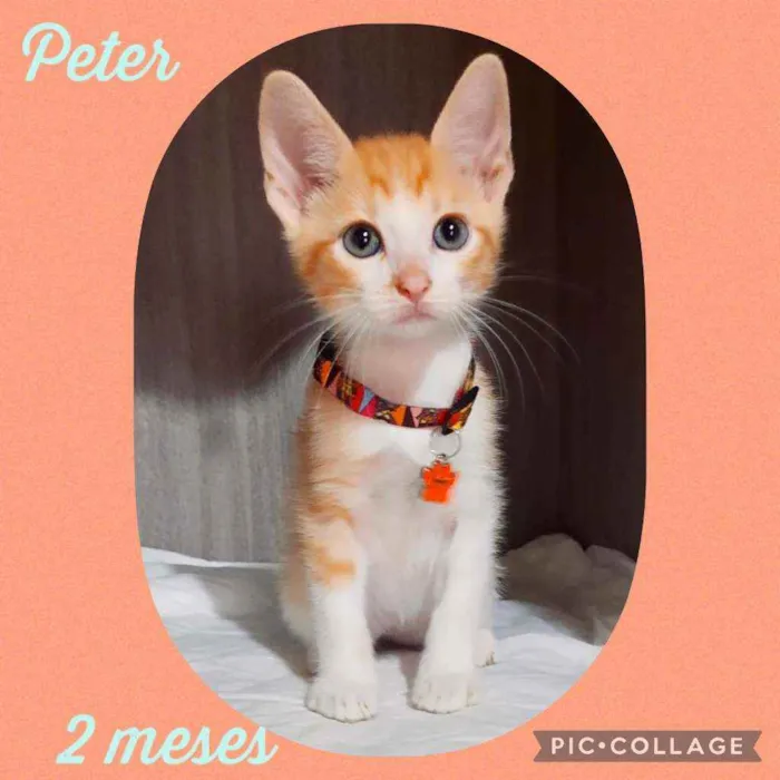 Gato raça SRD  idade 2 a 6 meses nome Peter 