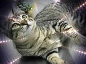 Gato raça Srd  idade 2 a 6 meses nome Miss Kitty bb linda 