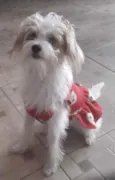 Laika 