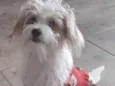 Laika 