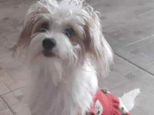 Cachorro ra a Mestiça  idade 7 a 11 meses nome Laika 