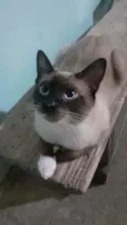 Shelly