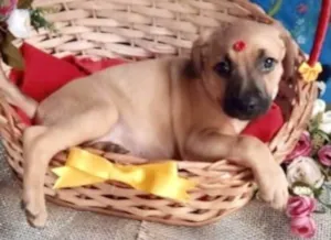 Cachorro raça Mestiça  idade Abaixo de 2 meses nome Sabrina 