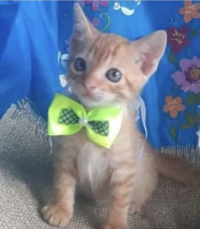 Gato ra a Mestiço  idade 2 a 6 meses nome Tino 