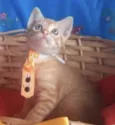 Tino 