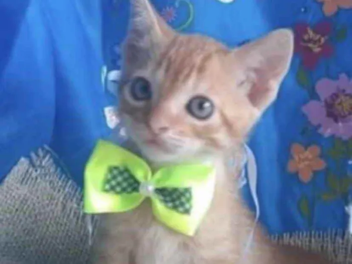 Gato ra a Mestiço  idade 2 a 6 meses nome Tino 