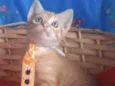 Tino 