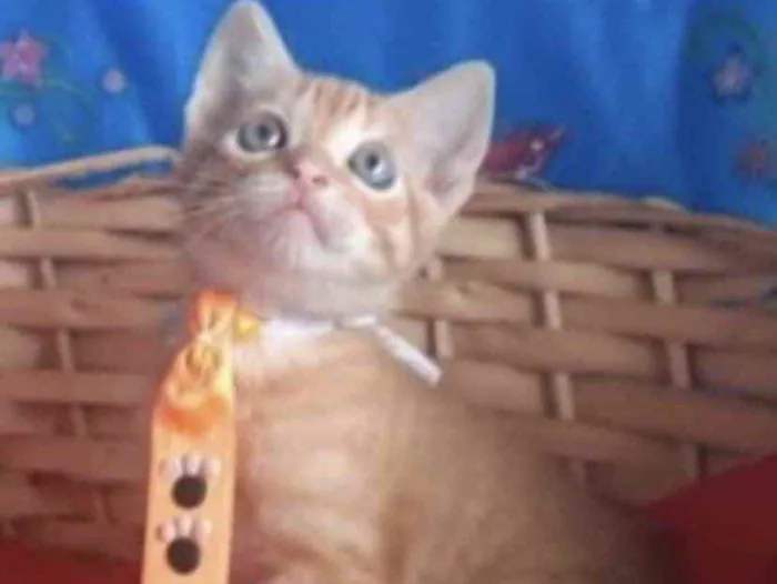 Gato ra a Mestiço  idade 2 a 6 meses nome Tino 