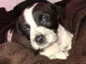 Cachorro raça Indefinida  idade Abaixo de 2 meses nome Pretinha 