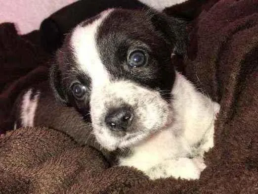 Cachorro ra a Indefinida  idade Abaixo de 2 meses nome Pretinha 
