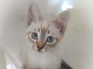 Gato raça srd idade 2 a 6 meses nome Tommy
