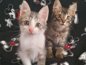 Gato raça srd  idade 2 a 6 meses nome Tommy