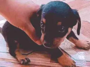 Cachorro raça Vira lata idade Abaixo de 2 meses nome Quiara