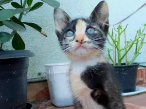 Gato raça srd idade 2 a 6 meses nome Esther
