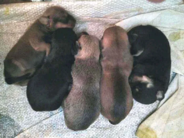 Cachorro ra a Vira lata idade Abaixo de 2 meses nome Luna