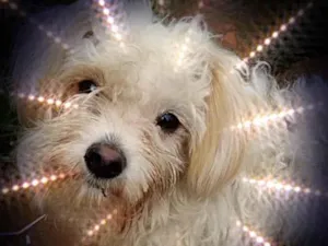 Cachorro raça Srd idade 2 a 6 meses nome Mingau bebê 