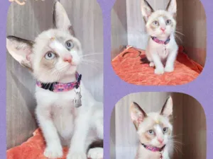 Gato raça SRD  idade 2 a 6 meses nome Lore
