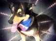 Spike lindo e fofo 
