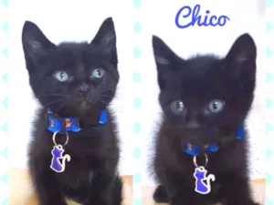 Gato raça SRD  idade 2 a 6 meses nome Chico 