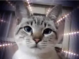 Gato raça Srd idade 2 a 6 meses nome Biscoito bebê lindo 