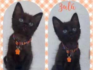 Gato raça SRD  idade 2 a 6 meses nome Zúlu 