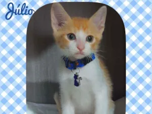 Gato raça SRD  idade 2 a 6 meses nome Júlio 