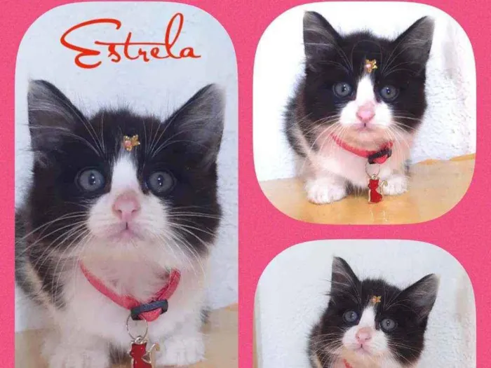 Gato raça SRD  idade 2 a 6 meses nome Estrela 